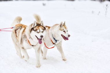 Sibirya Husky kızak köpekleri takımı koşum takımına koşun ve köpek sürücüsünü çekin. Kış sporları şampiyonası.