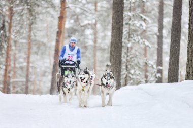 Sibirya Husky kızak köpek yarışı. Kış ezme yarışması. İri yarı kızaklı köpekler köpek sürücüsü ile bir kızak çekin..