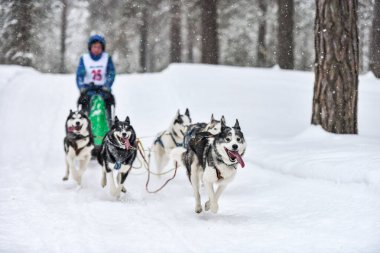 Sibirya Husky kızak köpek yarışı. Kış ezme yarışması. İri yarı kızaklı köpekler köpek sürücüsü ile bir kızak çekin..