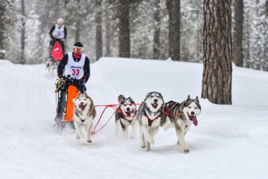 Kızak köpek yarışı. Husky kızak köpekleri köpek musher ile kızak çeker. Kış yarışması.