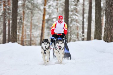 Sibirya Husky kızak köpek yarışı. Kış ezme yarışması. İri yarı kızaklı köpekler köpek sürücüsü ile bir kızak çekin..