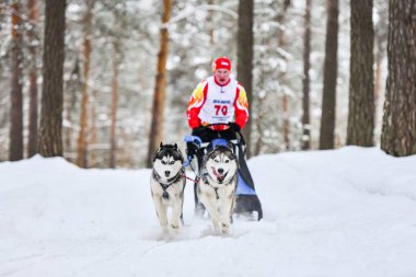 Reshetikha, Rusya - 02.02.2019 Sibirya Husky kızak köpek yarışı. Kış ezme yarışması. İri yarı kızaklı köpekler köpek sürücüsü ile bir kızak çekin..