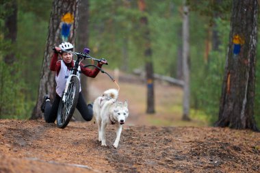 Reshetikha, Rusya - 09.22.2019 - Bisikletli köpek ezme yarışı. Husky kızak köpekleri köpek musher ile bisiklet çekerler. Sonbahar yarışması.