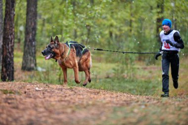 Reshetikha, Rusya - 09.22.2019 Canicross köpek ezme yarışı. Alman çoban köpeği koşucuya bağlı. Sonbahar yarışması.