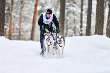 Reshetikha, Rusya - 02.02.2019 Sibirya Husky kızak köpek yarışı. Kış ezme yarışması. İri yarı kızaklı köpekler köpek sürücüsü ile bir kızak çekin..