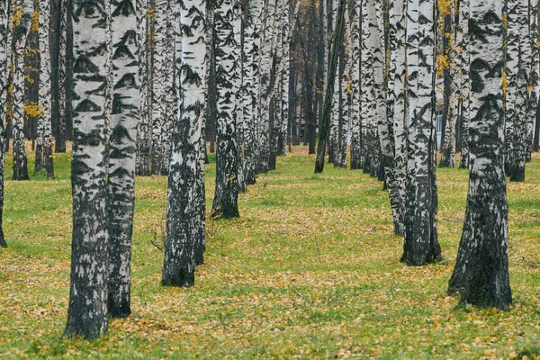 Höstbjörkgränd Vacker Skogsstig Med Fallna Löv Lugnt Väder Inga Människor — Stockfoto