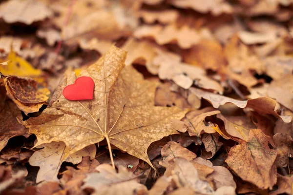 Akçaağaç Yaprağında Kalp Karasevda Yalnızlık Konsepti Saf Kalp Sembolünü Uzayı — Stok fotoğraf