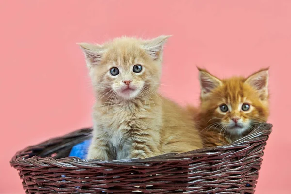 Maine Mývala Koťata Košíku Červená Smetanová Roztomilý Krátkosrstý Čistokrevný Kočka — Stock fotografie
