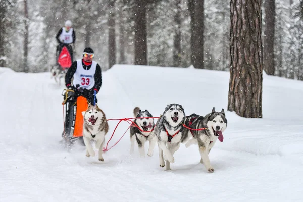 Kızak köpek yarışı. Husky kızak köpekleri köpek musher ile kızak çeker. Kış yarışması.