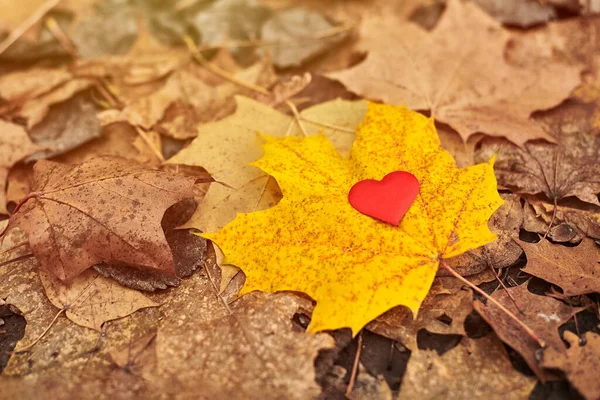 Akçaağaç Yaprağında Kalp Saf Kalp Sembolünü Uzayı Kopyala Karşılıksız Aşk — Stok fotoğraf