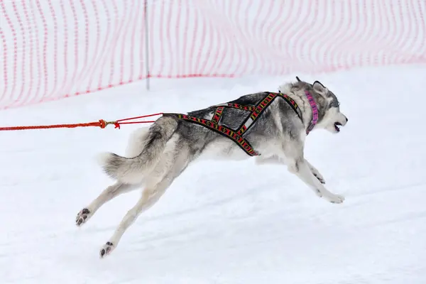 Siberian husky sled dogs team in harness run and pull dog driver. Winter sport championship competition.
