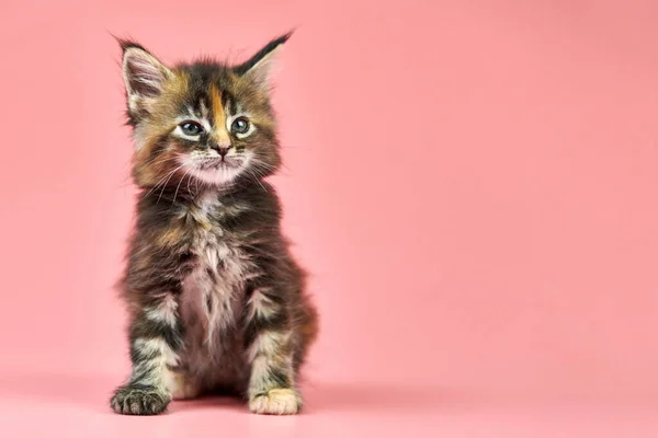 Maine Coon Tortoiseshell Kitten Copy Space Cute Shorthair Purebred Cat — 스톡 사진