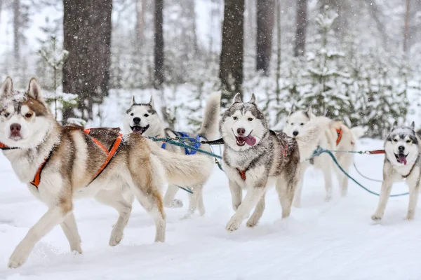 Siberian husky sled dogs team in harness run and pull dog driver. Winter sport championship competition.