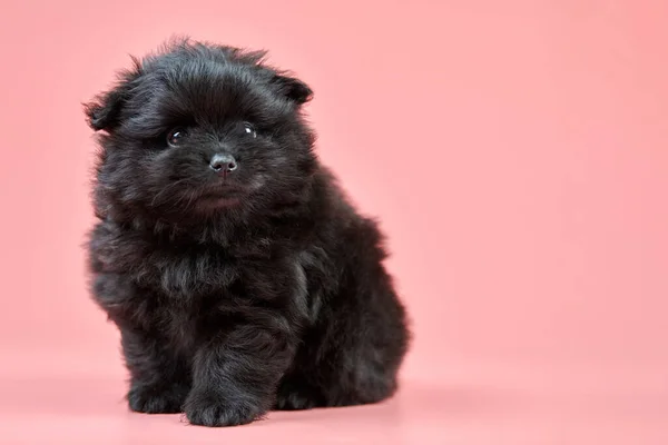 Cachorro Spitz Pomerânia Espaço Cópia Cão Spitz Preto Fofo Bonito — Fotografia de Stock