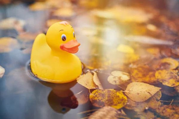 Jesienna Zabawka Kaczką Kałuży Liśćmi Jesienny Symbol Zmiany Pór Roku — Zdjęcie stockowe