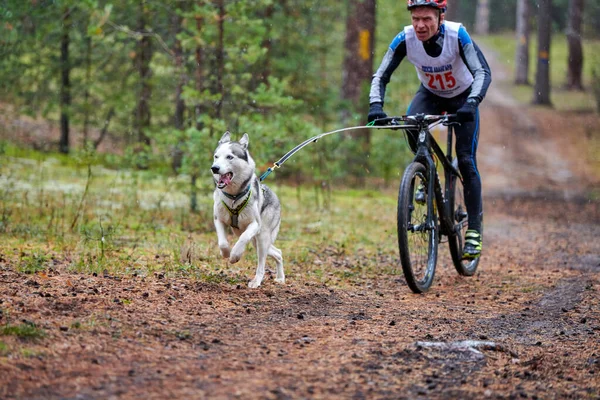 Reshetikha, Rusya - 09.22.2019 - Bisikletli köpek ezme yarışı. Husky kızak köpekleri köpek musher ile bisiklet çekerler. Sonbahar yarışması.