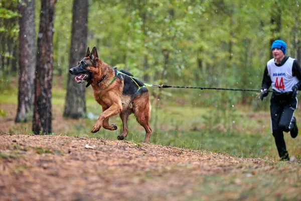 Reshetikha Rosja 2019 Wyścig Psów Krzyżowych Owczarek Niemiecki Zaprzęg Pies — Zdjęcie stockowe