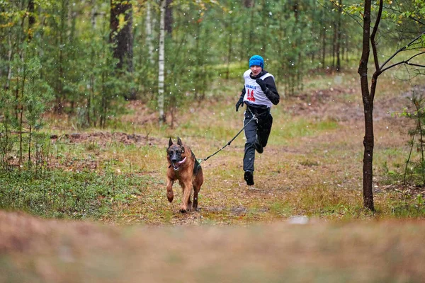 Reshetikha Russia 2019 Canicross Dog Mushing Race German Shepard Sled — Stock Photo, Image