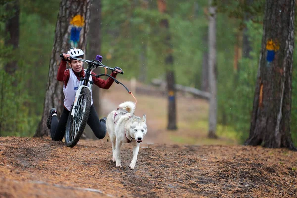 Reshetikha Russia 2019 Bikejoring Dog Mushing Race 厚脸皮的雪橇狗牵着一辆装有狗肉的自行车 秋季比赛 — 图库照片