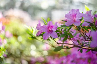 çiçekli azaleas Botanik Bahçesi içinde