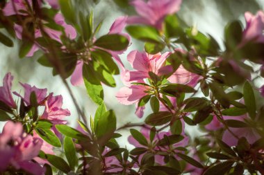 çiçekli azaleas Botanik Bahçesi içinde