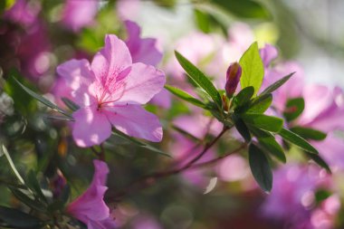 çiçekli azaleas Botanik Bahçesi içinde