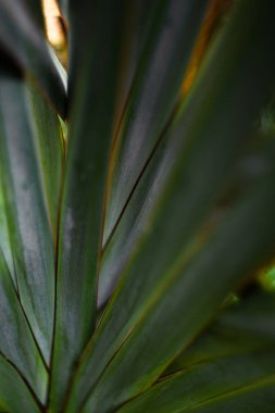 tropik bitkilerin yaprakları