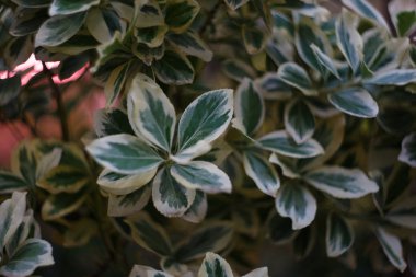 Yeşil-Beyaz yaprakları ile bush