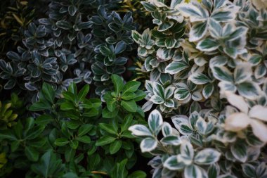 Bahçedeki yeşil yapraklar