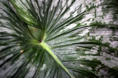 Bahçedeki yeşil yapraklar