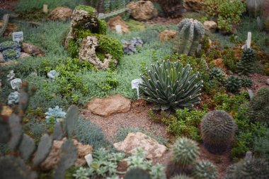 succulents ve kaktüs Botanik Bahçesi