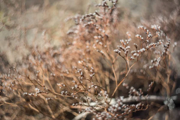 草原の白い花 Goniolimon — ストック写真