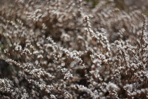 Steppe White Flowers Goniolimon — Stock Photo, Image