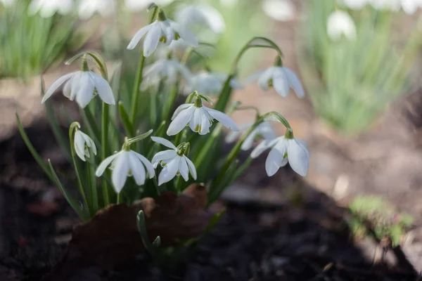 bir çalı bahar beyaz kardelen