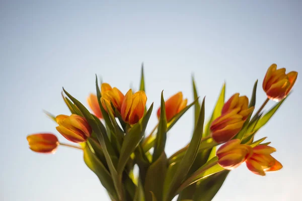 一束黄红色的春天郁金香 — 图库照片