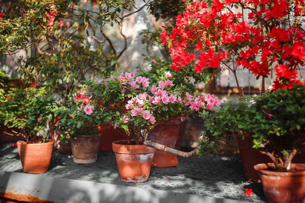 çiçekli azaleas Botanik Bahçesi içinde