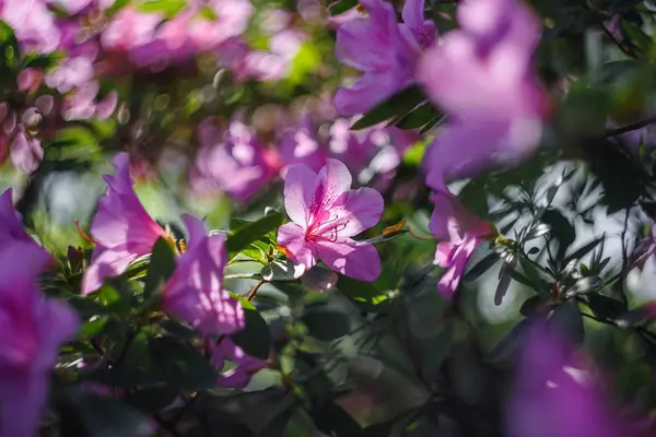 Ανθίζοντας Αζαλέες Στο Βοτανικό Κήπο — Φωτογραφία Αρχείου