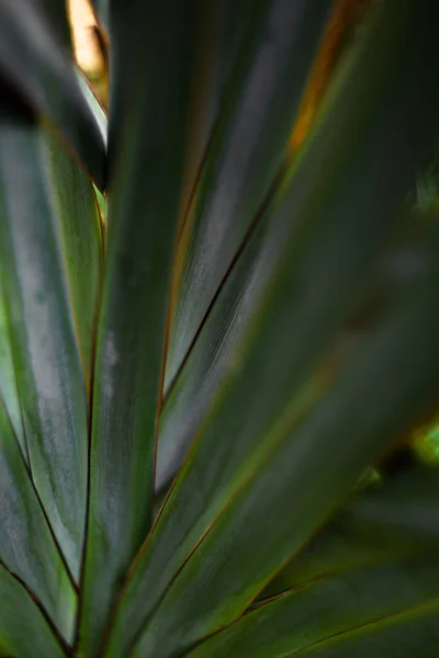 tropik bitkilerin yaprakları