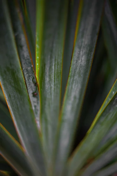 tropik bitkilerin yaprakları