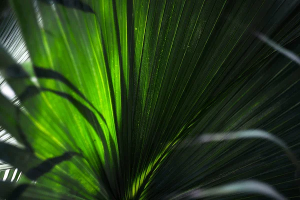 Folhas Plantas Tropicais — Fotografia de Stock