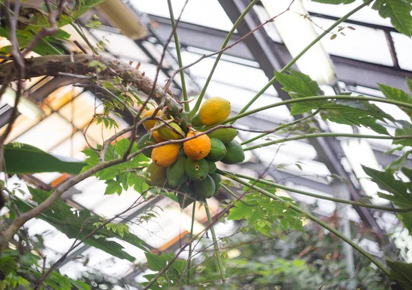 Papaya meyve ağacı üzerinde