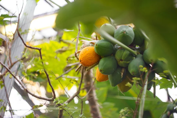 Papaya meyve ağacı üzerinde