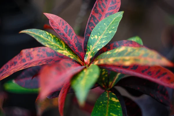 Green Leaves Plants Garden — Stock Photo, Image