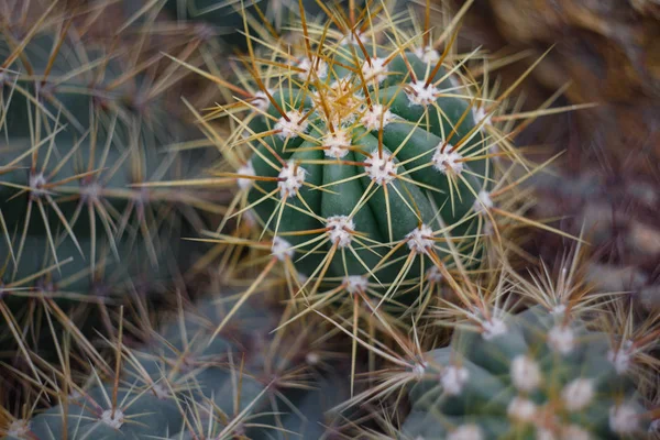 Kaktus Botanischen Garten — Stockfoto