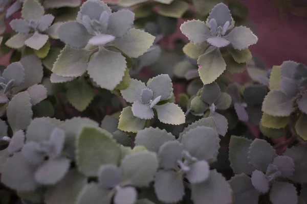 Bahçedeki yeşil yapraklar