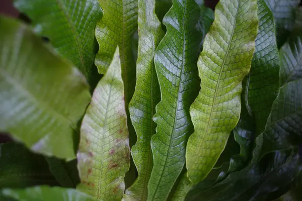 Bahçedeki yeşil yapraklar