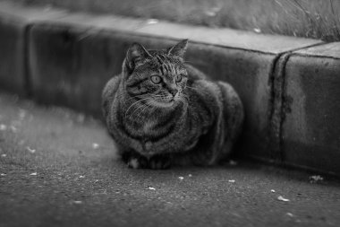 yolda ciddi bir kedi