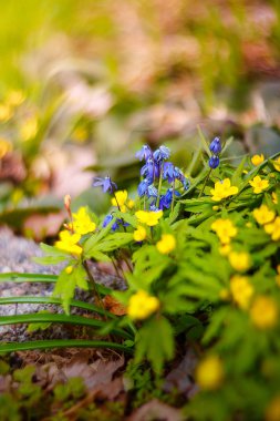 Bahçede çuha çiçekleri