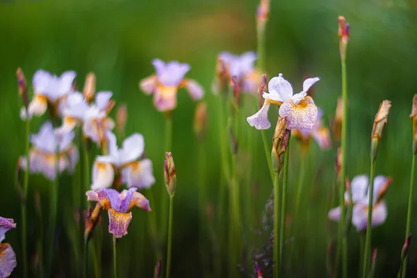 Bahçedeki pembe süsen