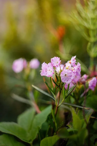 Bahçedeki pembe çiçekler
